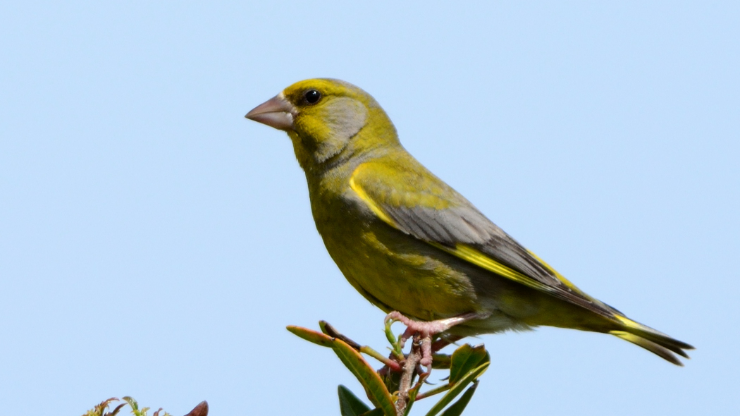 European Greenfinch