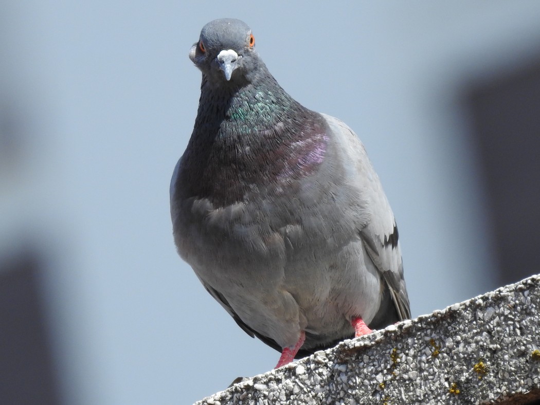 Rock Dove