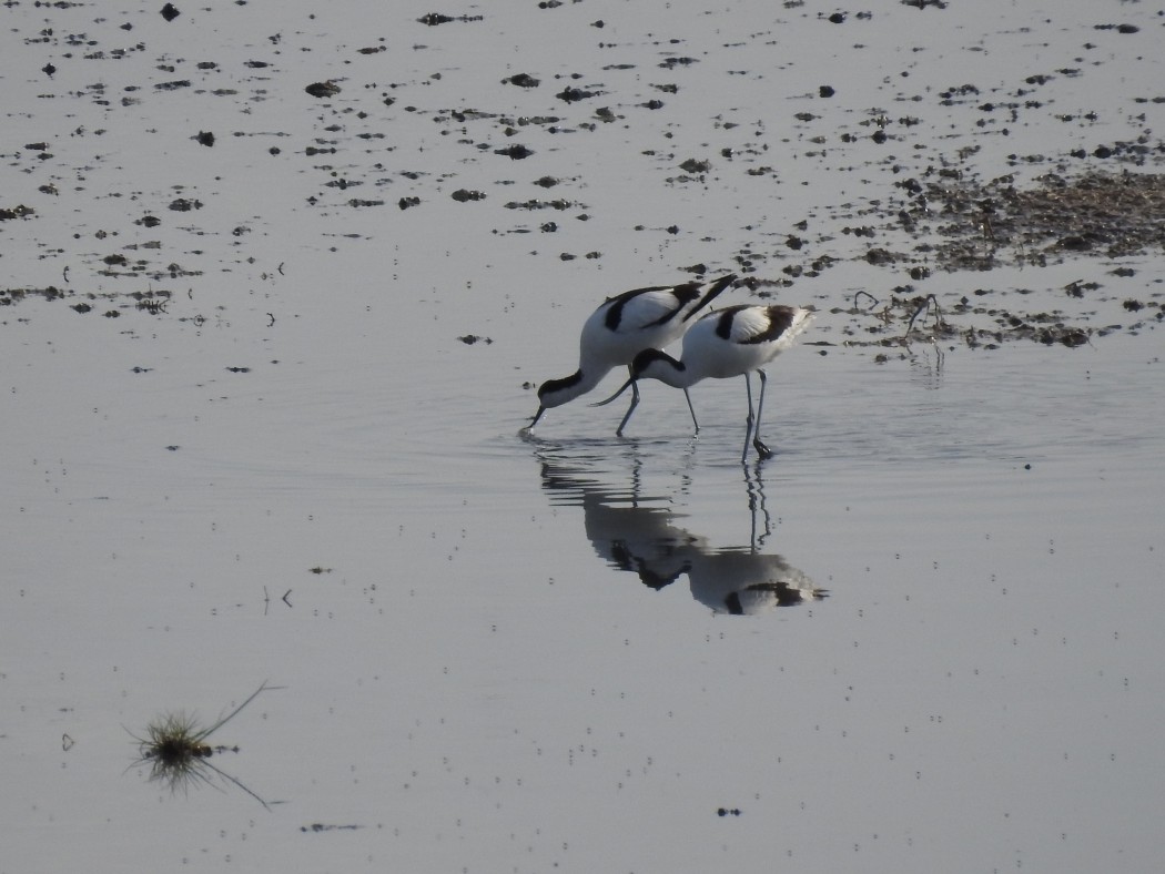 Pied Avocet