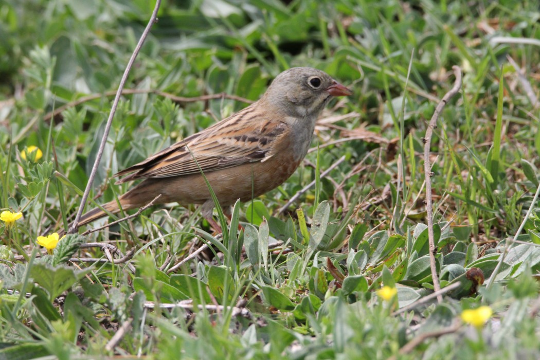 Ortolan Bunting