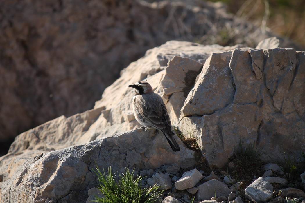 Horned Lark