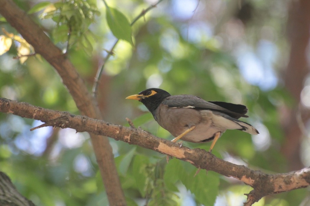 Common Myna