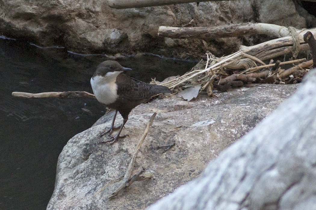 White-throated Dipper