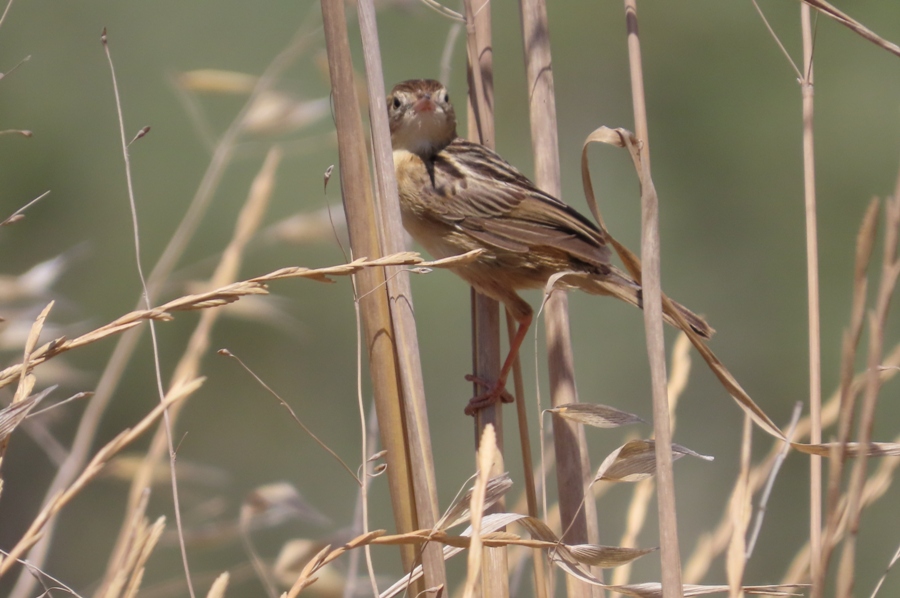 Zitting Cisticola