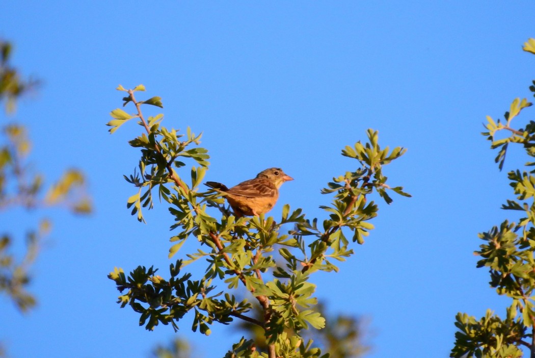 Ortolan Bunting