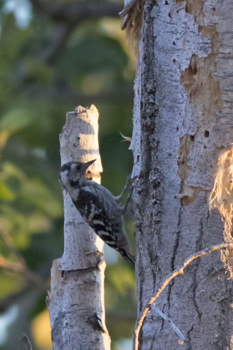 Lesser Spotted Woodpecker