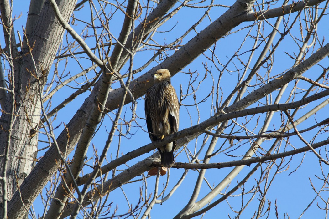 Eastern Imperial Eagle