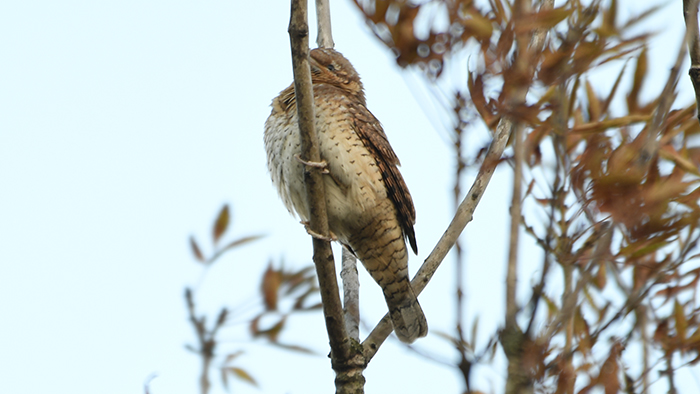 Eurasian Wryneck