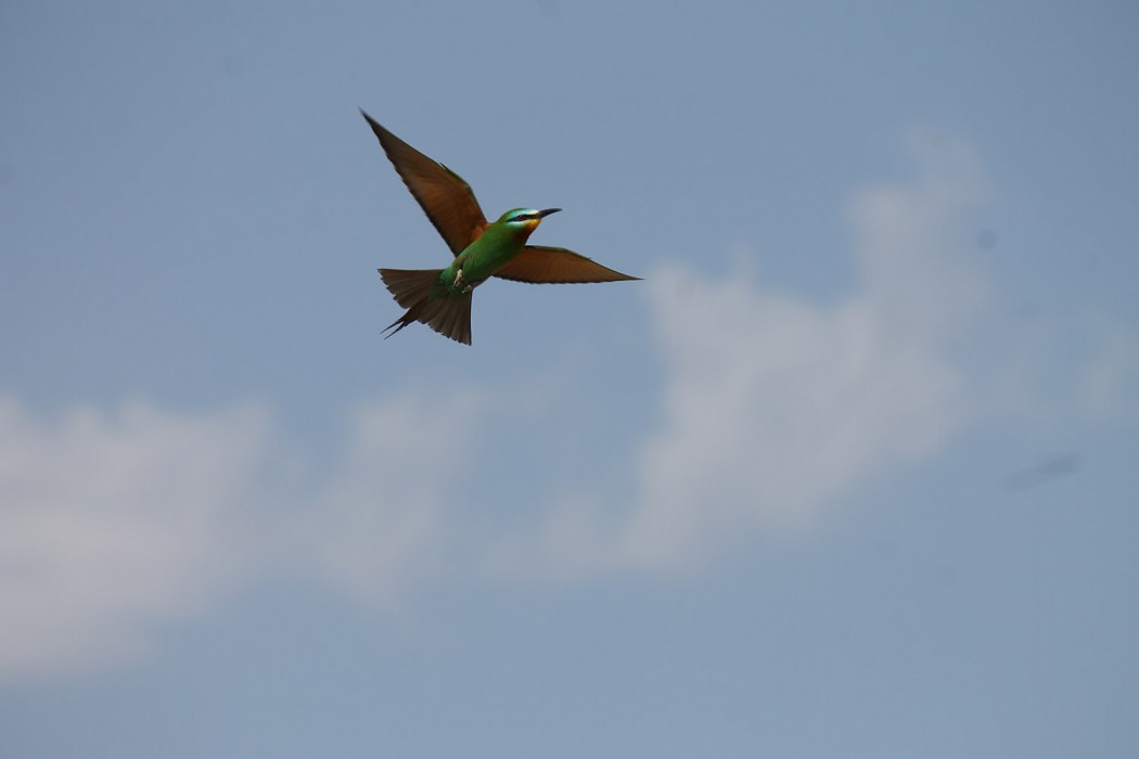 Blue-cheeked Bee-eater