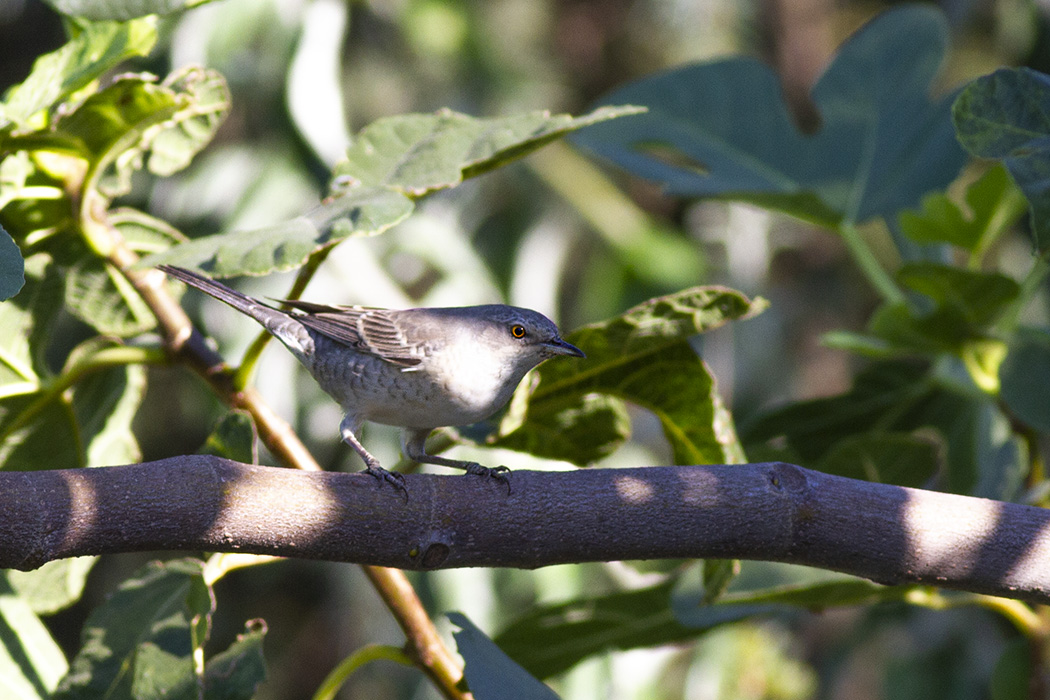 Barred Warbler