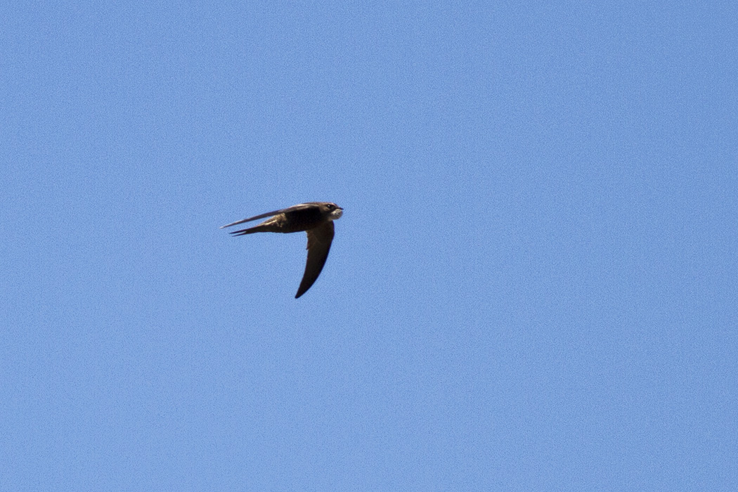 Pallid Swift