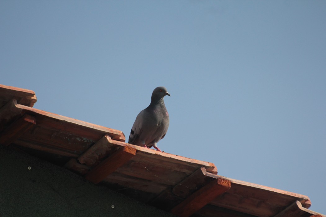 Rock Dove