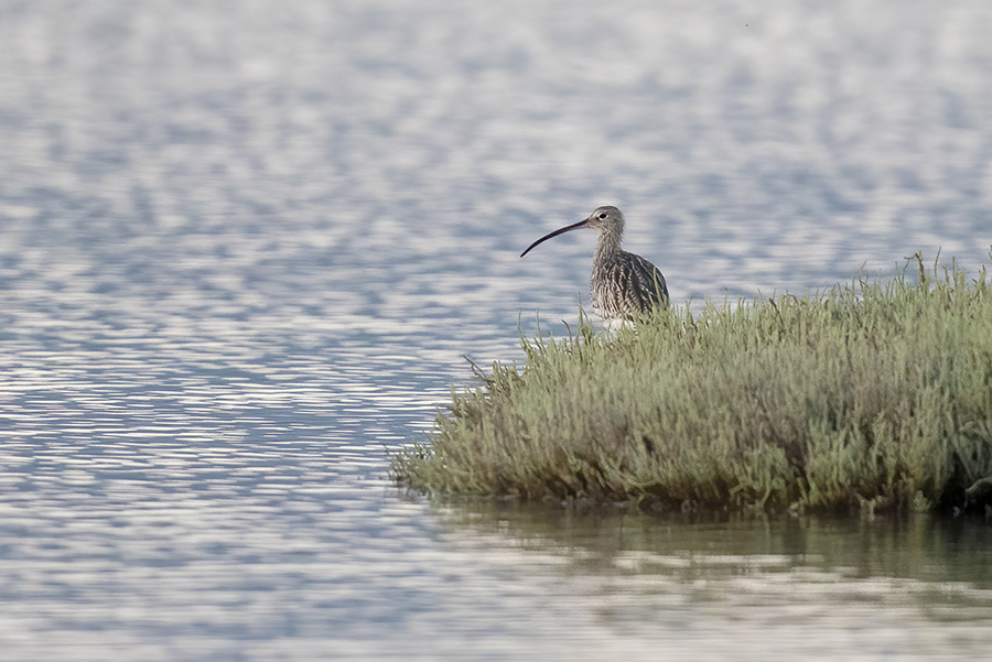 Eurasian Curlew