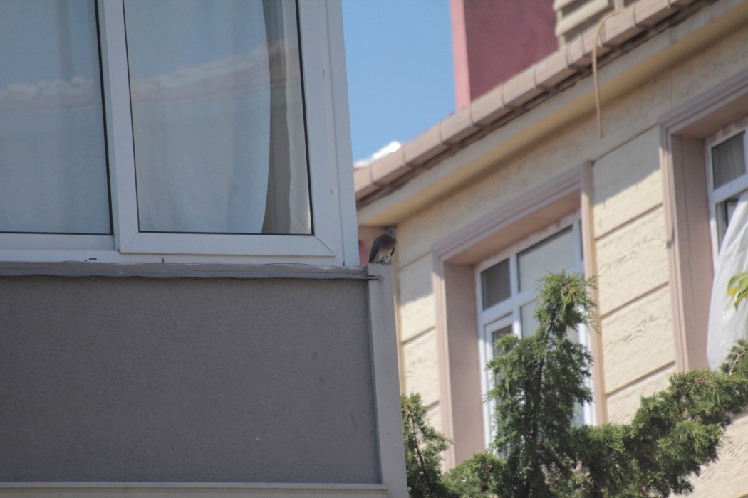 Küçük Kumru