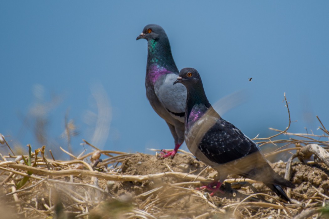 Rock Dove