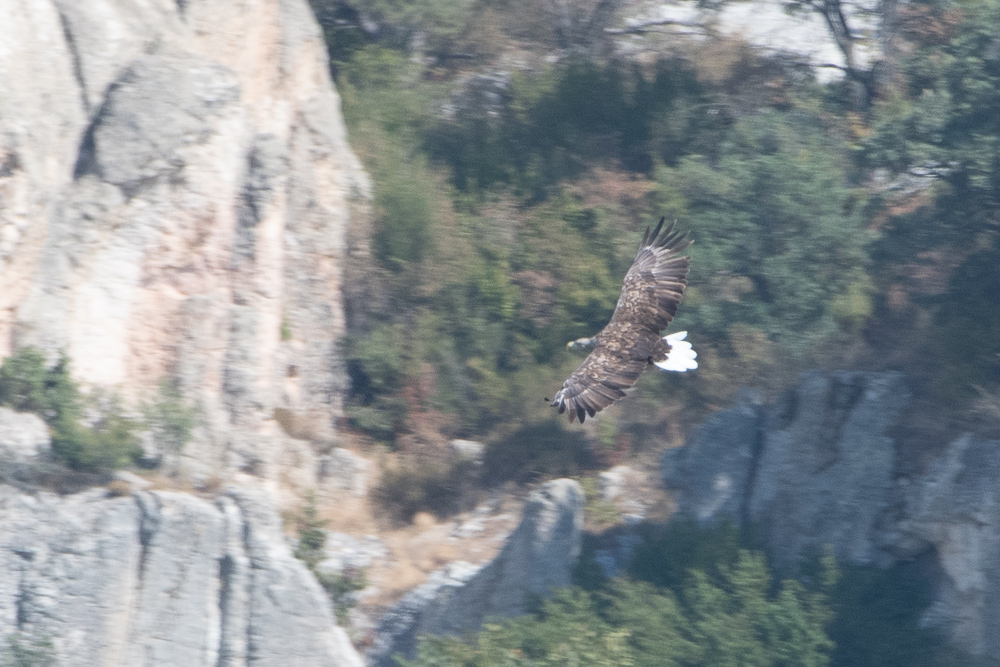 Akkuyruklu Kartal