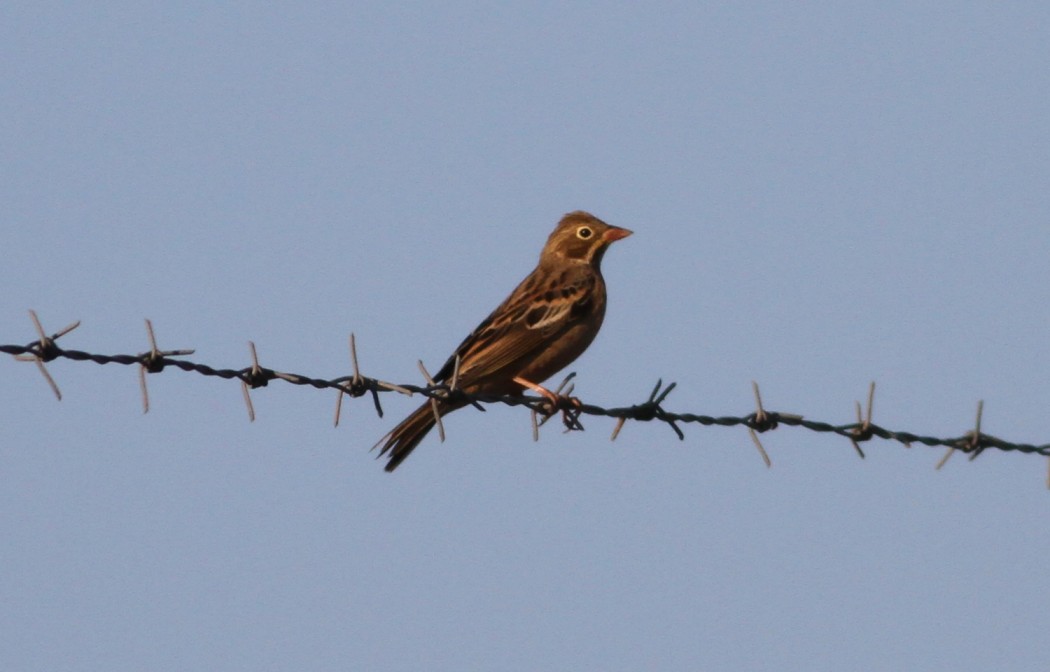 Ortolan Bunting