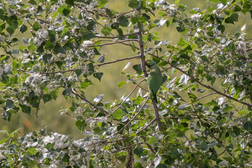 Rose-ringed Parakeet