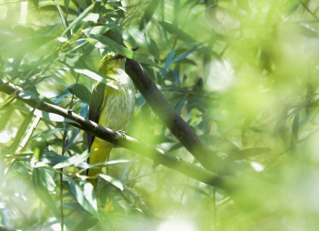 Eurasian Golden Oriole