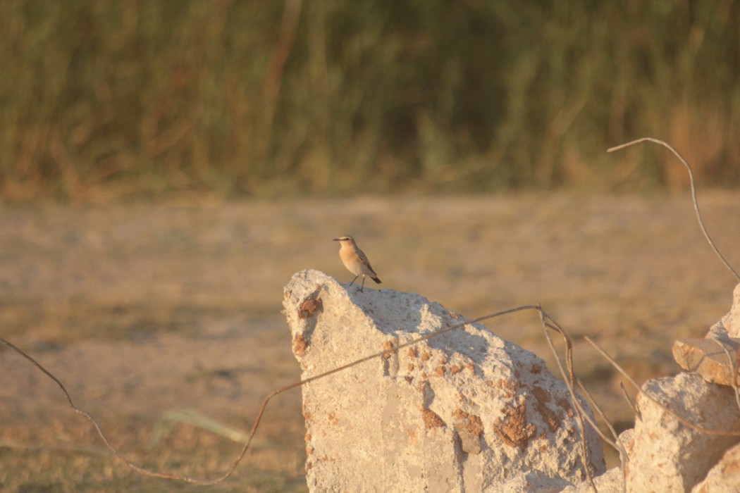 Boz Kuyrukkakan