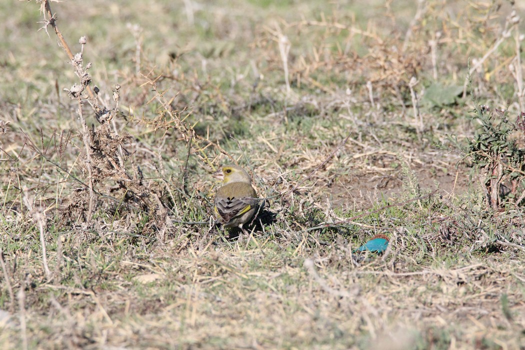 European Greenfinch