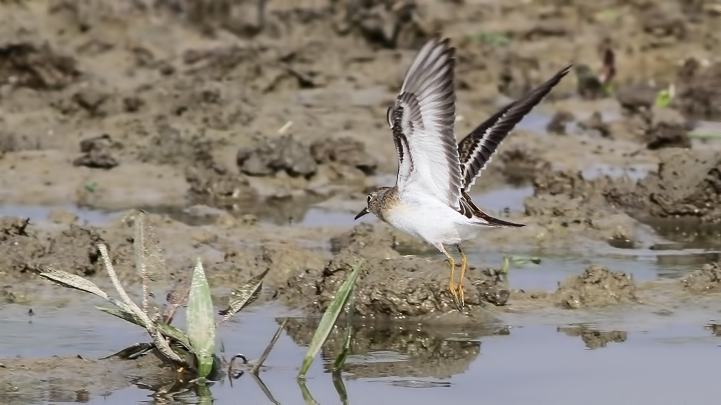Temminck`s Stint