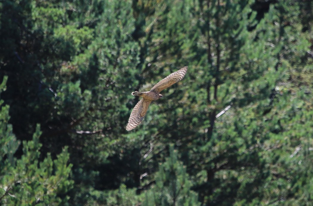 Northern Goshawk