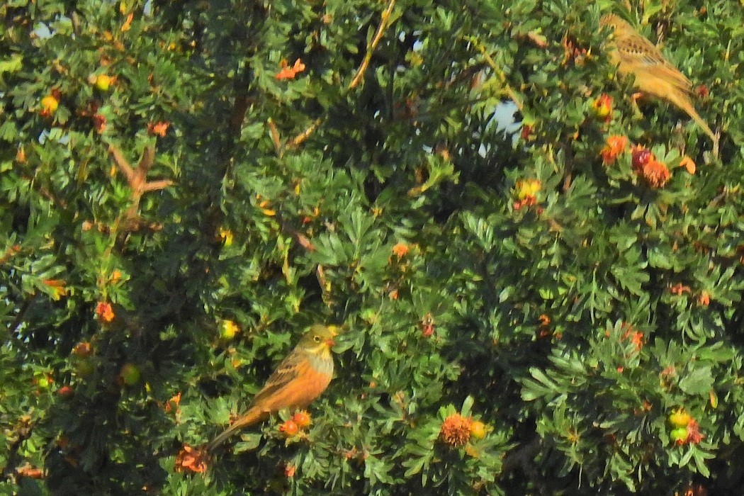 Ortolan Bunting