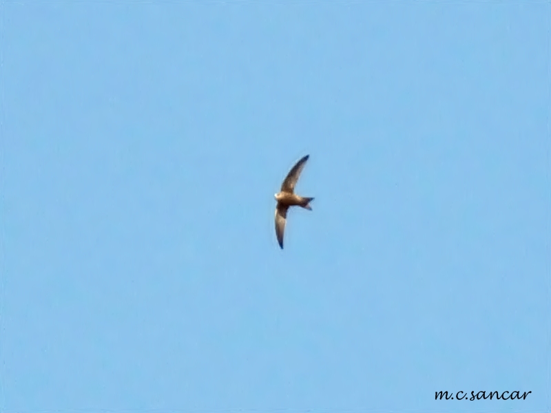 Pallid Swift