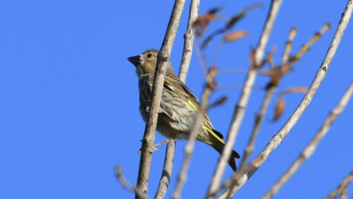 European Greenfinch