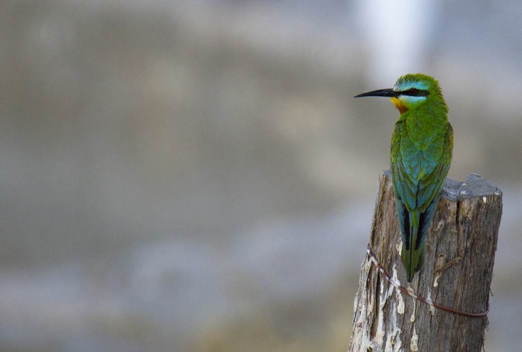 Blue-cheeked Bee-eater