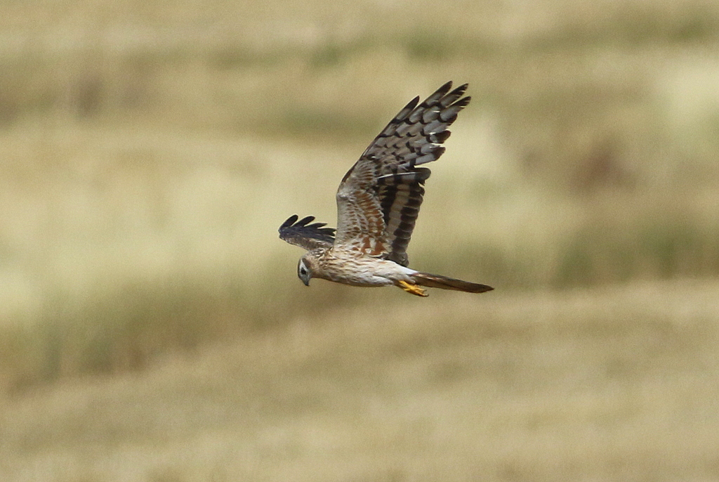 Montagu`s Harrier