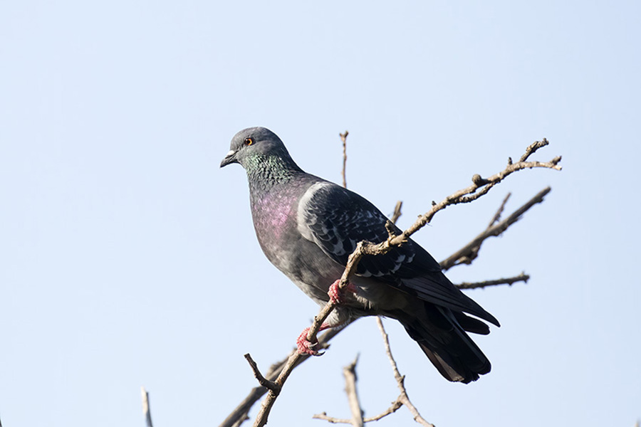 Rock Dove