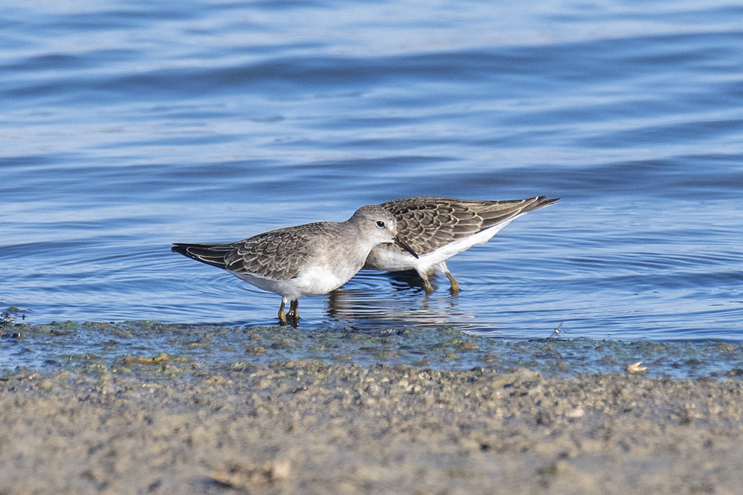 Temminck`s Stint