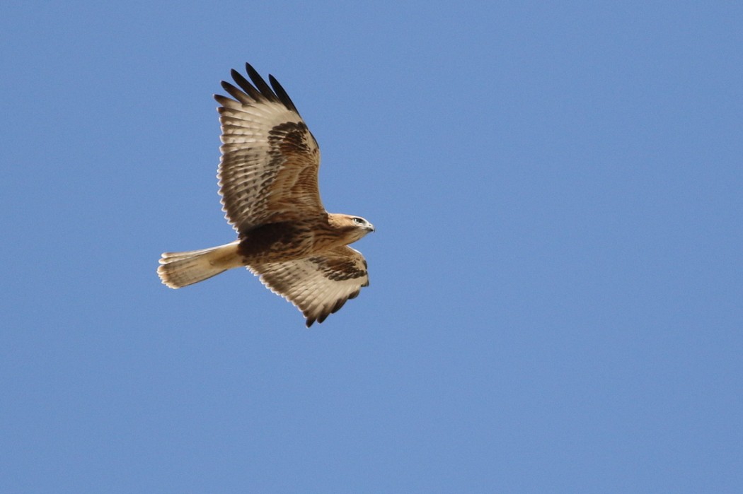 Long-legged Buzzard