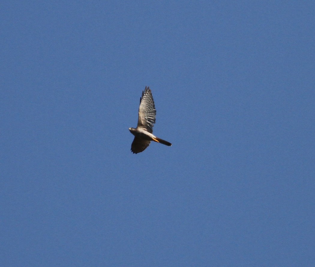 Levant Sparrowhawk