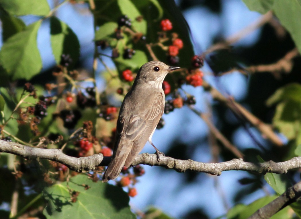 Spotted Flycatcher