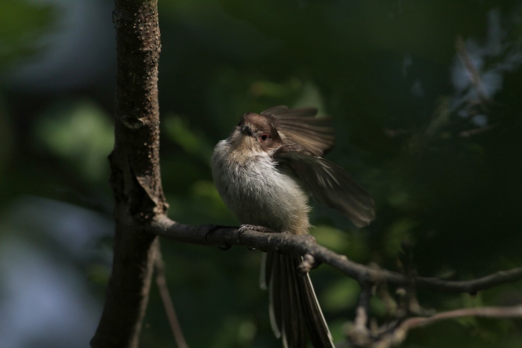Long-tailed Tit