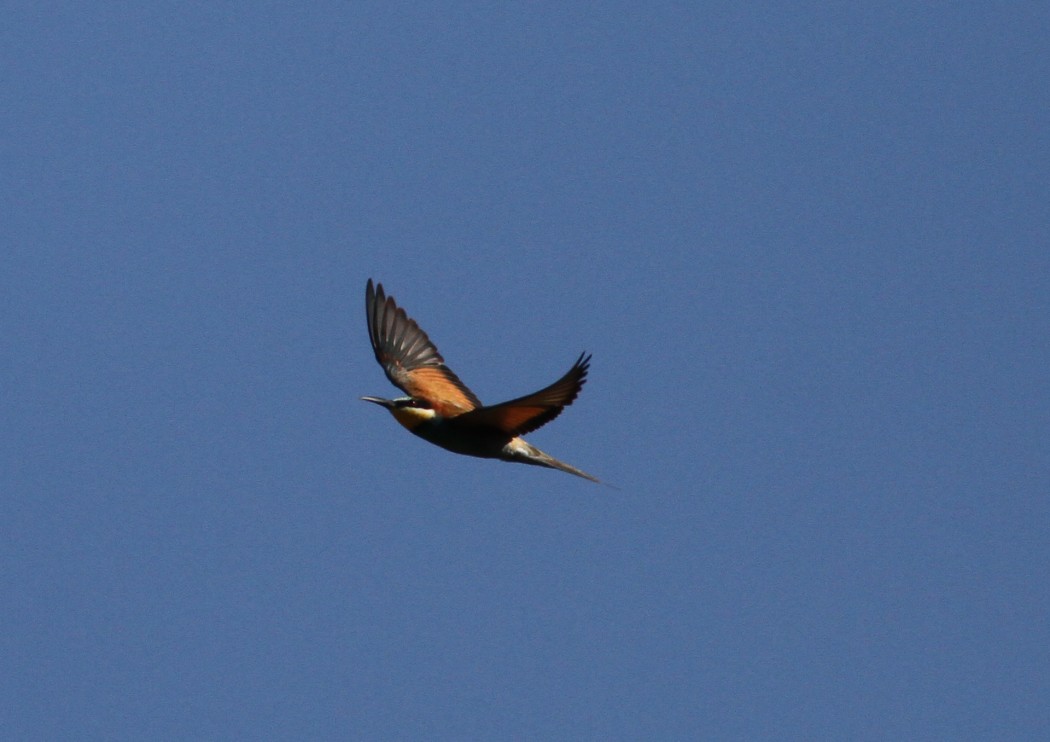European Bee-eater
