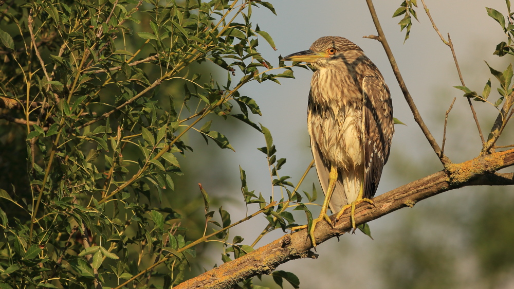 Black-crowned Night Heron