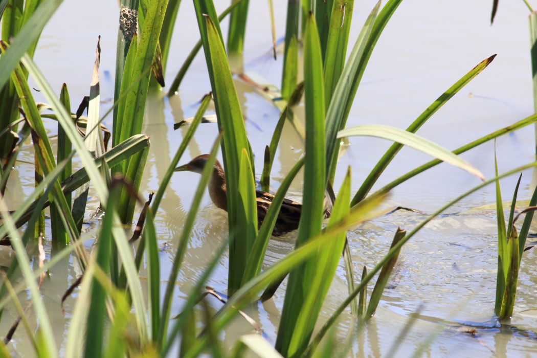 Little Crake