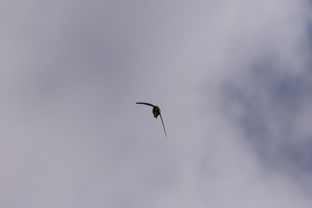 Alpine Swift