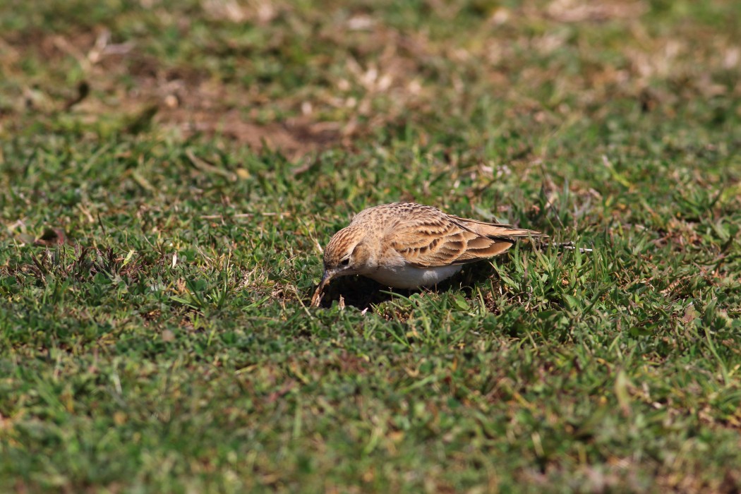 Greater Short-toed Lark