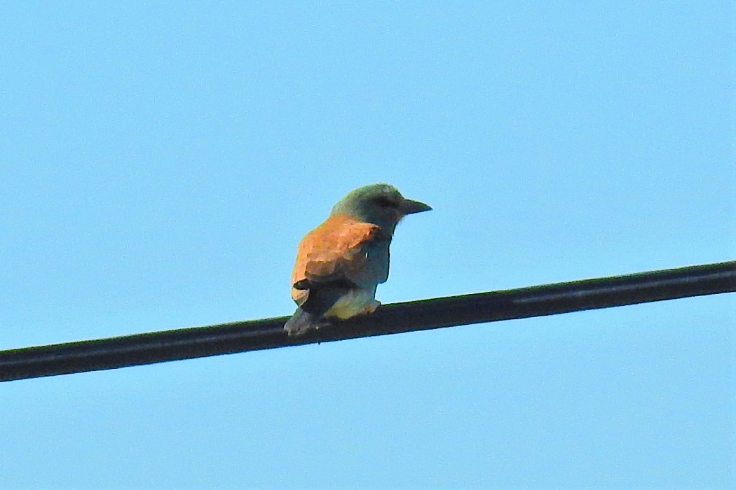 European Roller
