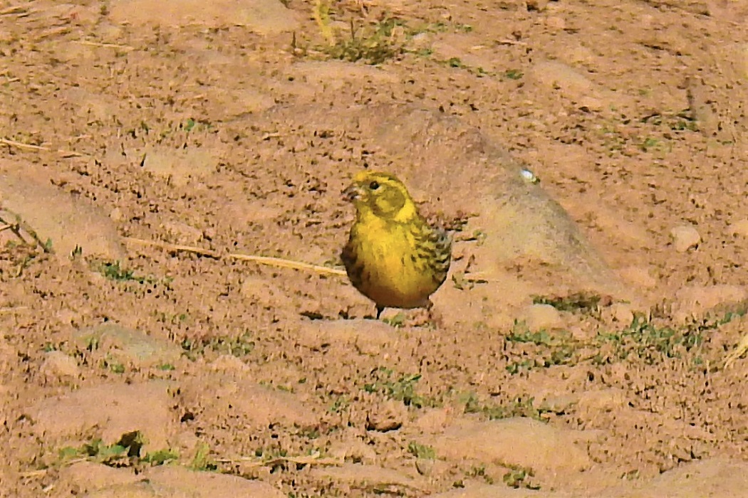 European Serin