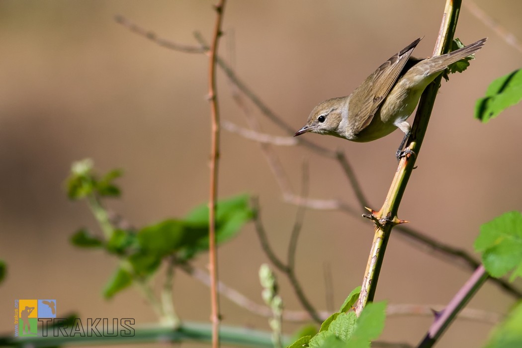 Garden Warbler