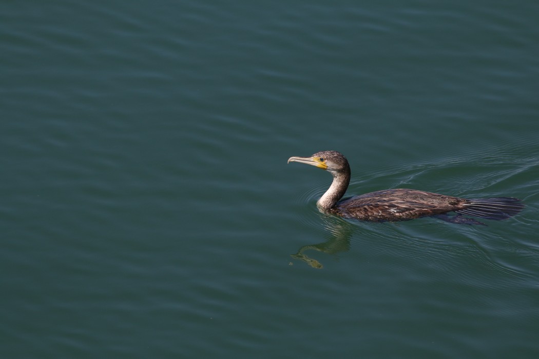 Great Cormorant