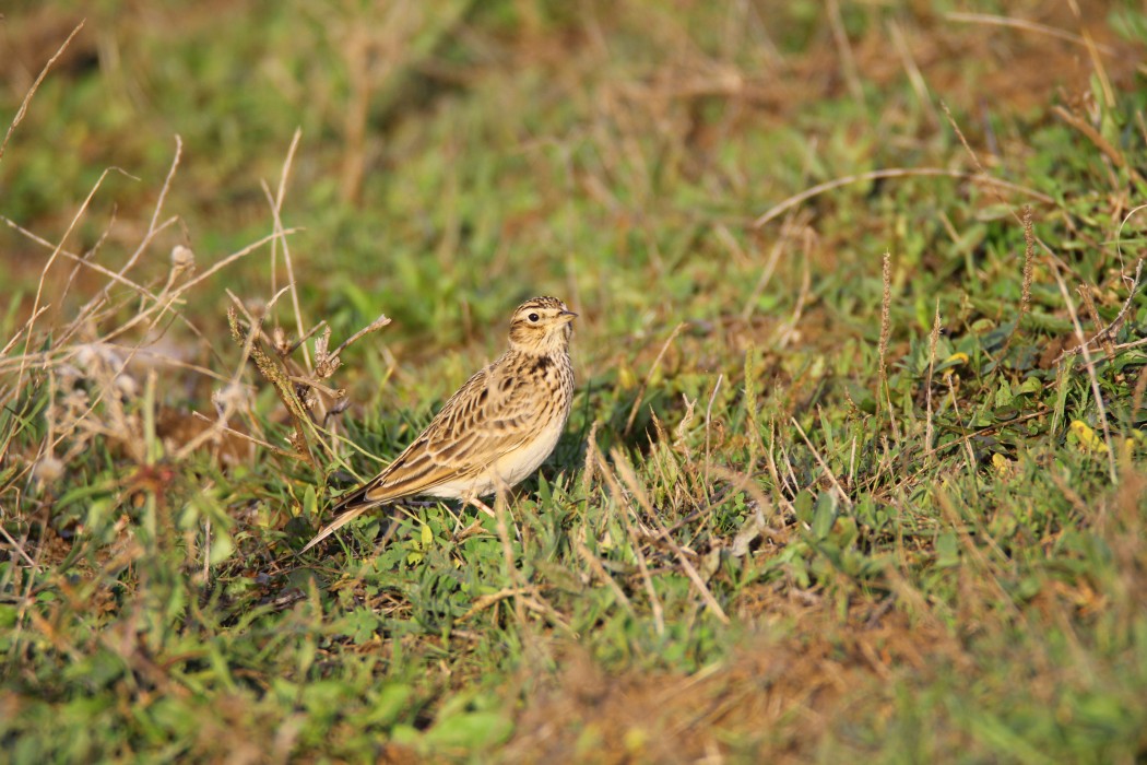 Eurasian Skylark