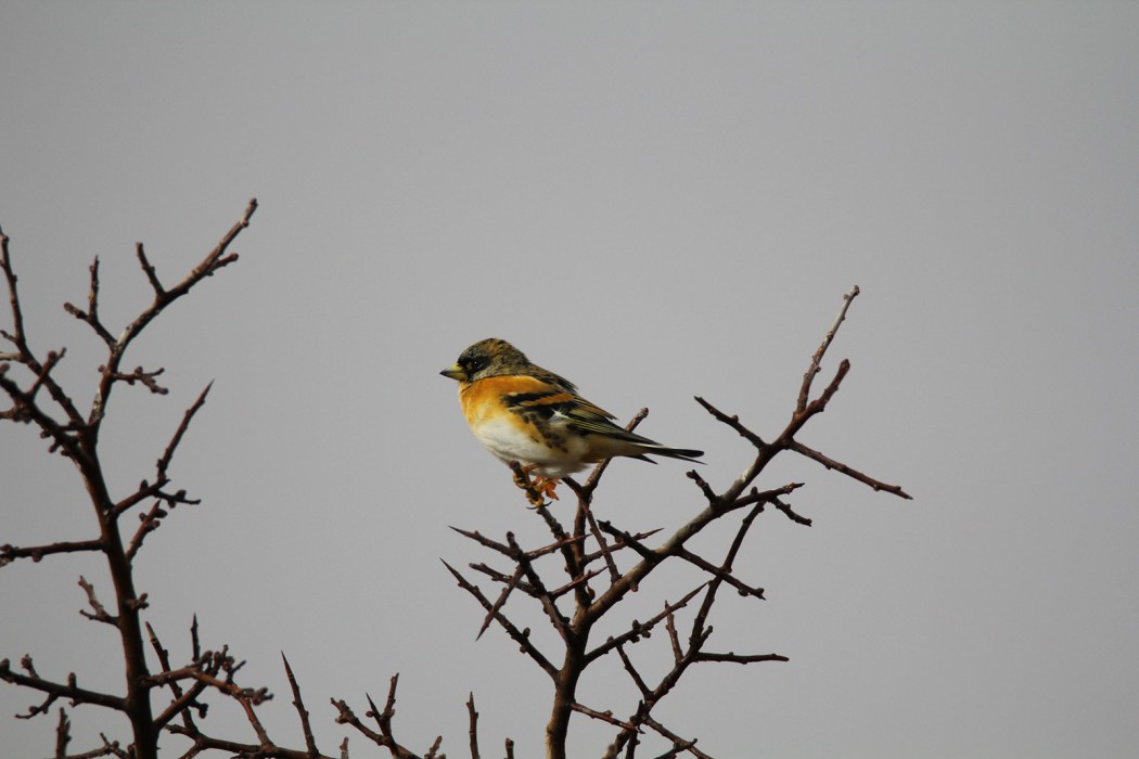 Brambling