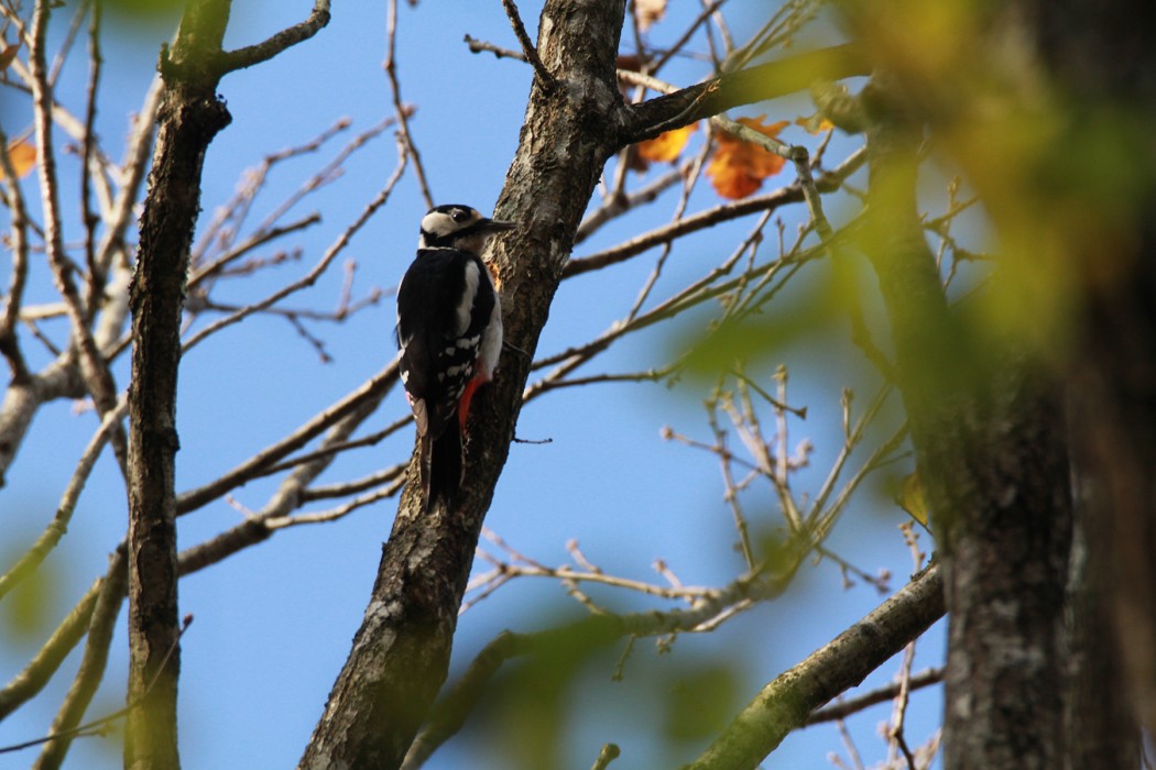 Great Spotted Woodpecker